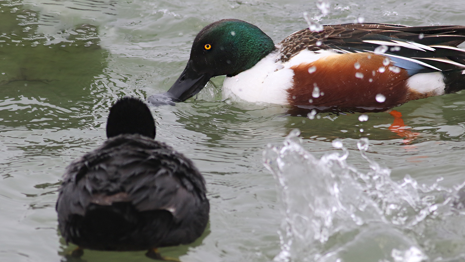 Northern Shoveler